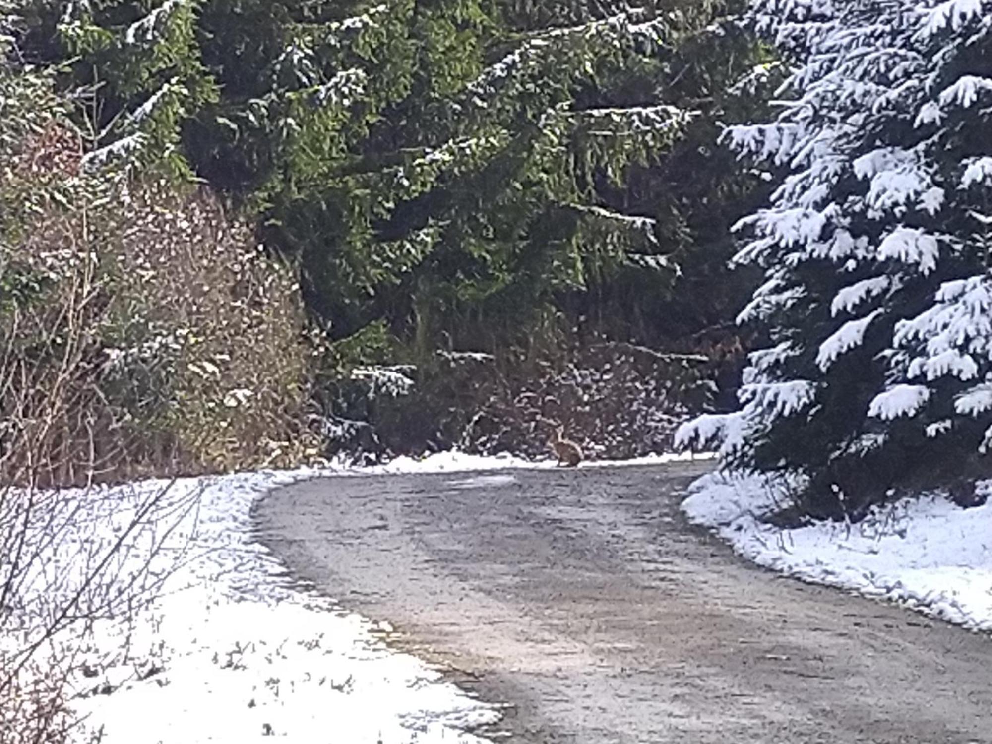 Urlaub Mit Hund Auf Dem Bauernhof Hofswald