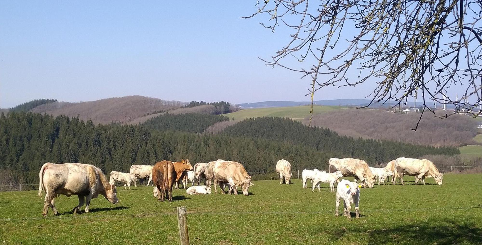 Urlaub Mit Hund Auf Dem Bauernhof Hofswald *