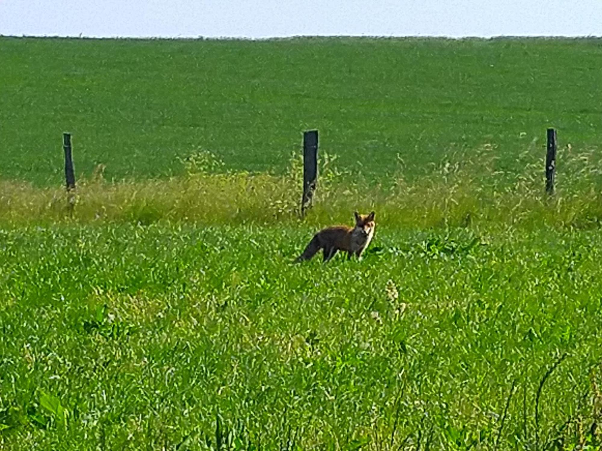 Urlaub Mit Hund Auf Dem Bauernhof Hofswald Euscheid