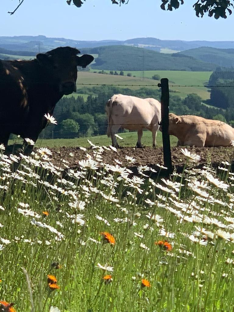 Urlaub Mit Hund Auf Dem Bauernhof Hofswald * Euscheid