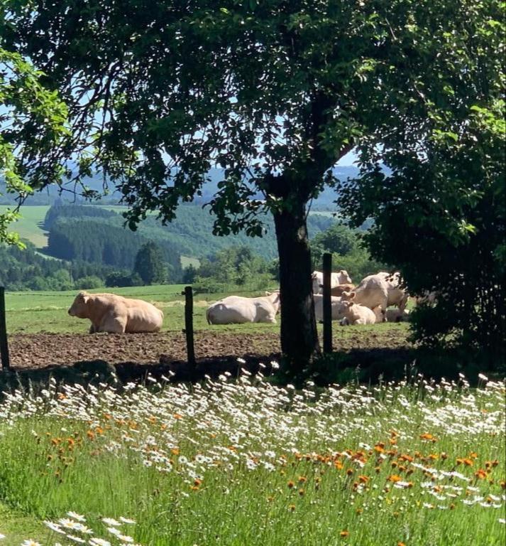 Urlaub Mit Hund Auf Dem Bauernhof Hofswald Euscheid