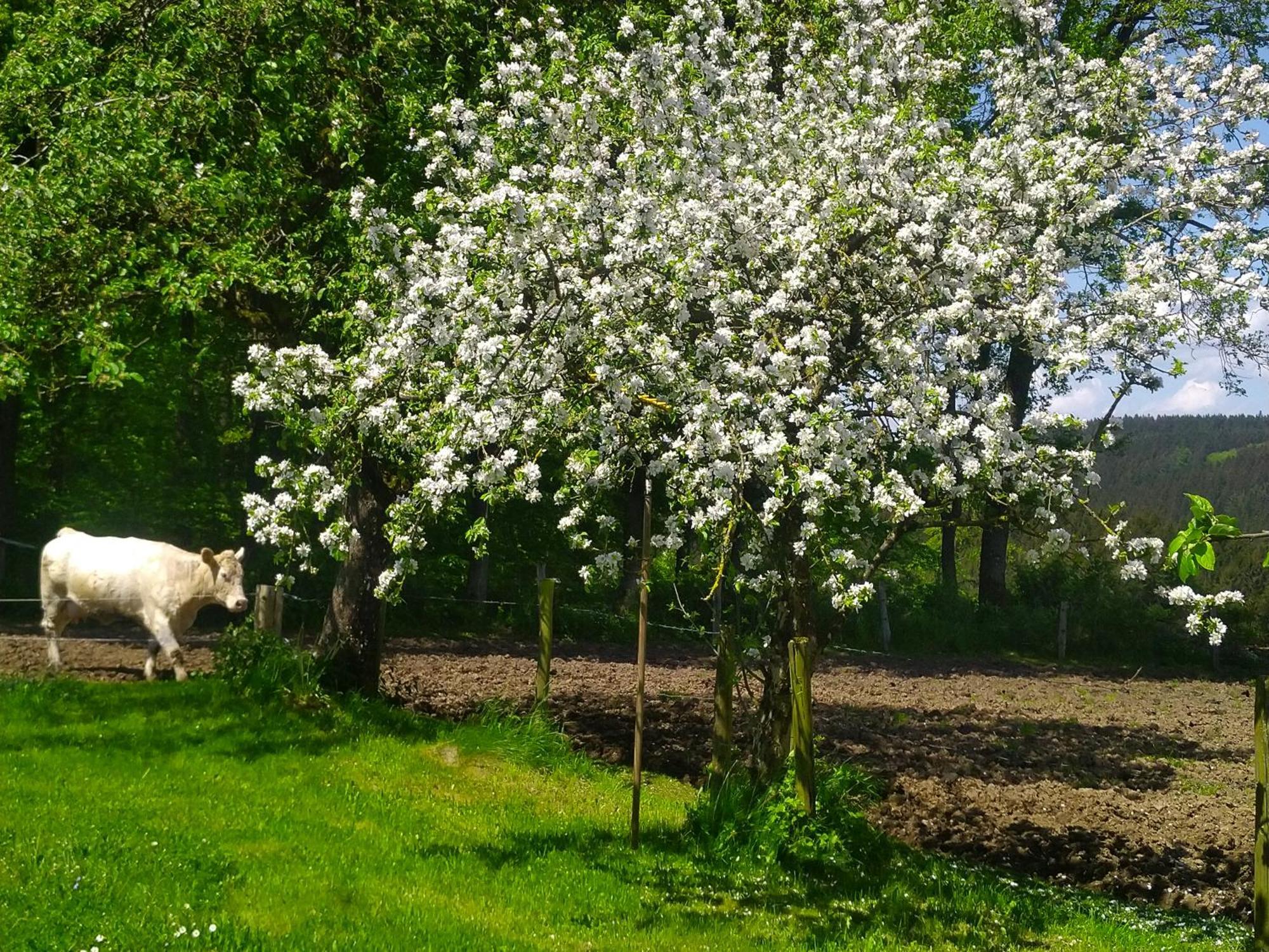 Apartment Urlaub Mit Hund Auf Dem Bauernhof Hofswald